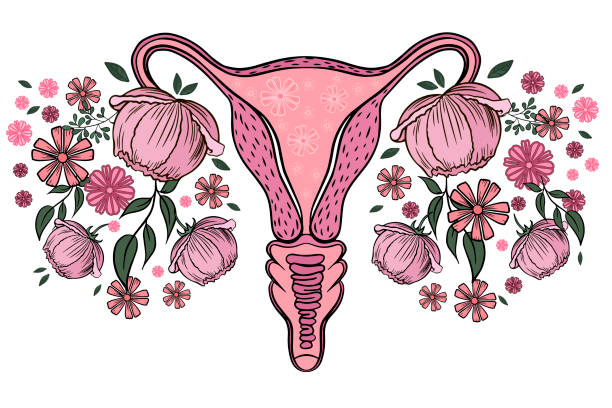 Directii de vindecare a afectiunilor uterine WhatsApp Image 2022 12 18 At 15.21.07